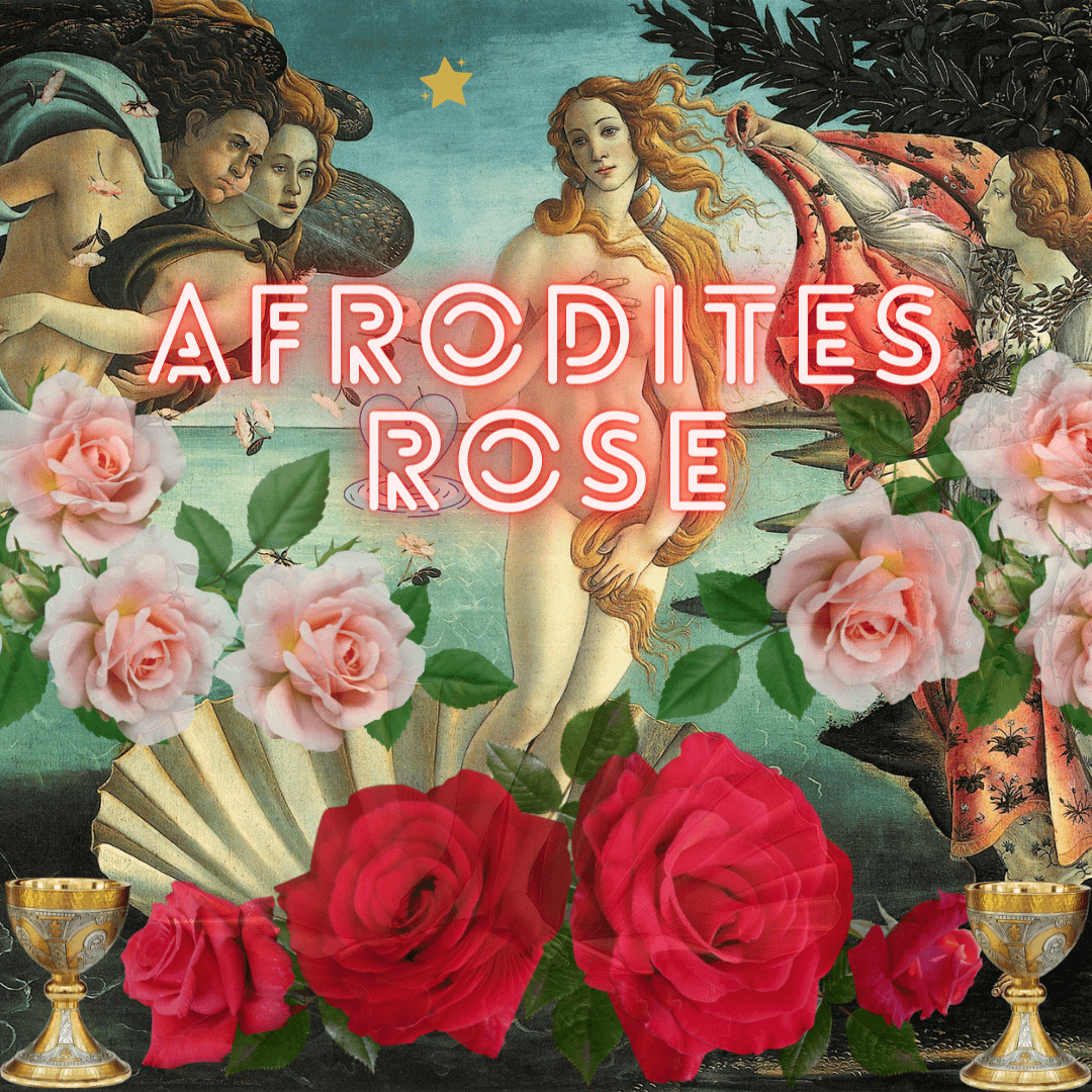 afrodites rose afrodite